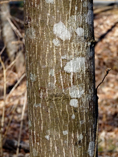 {Liriodendron tulipifera}